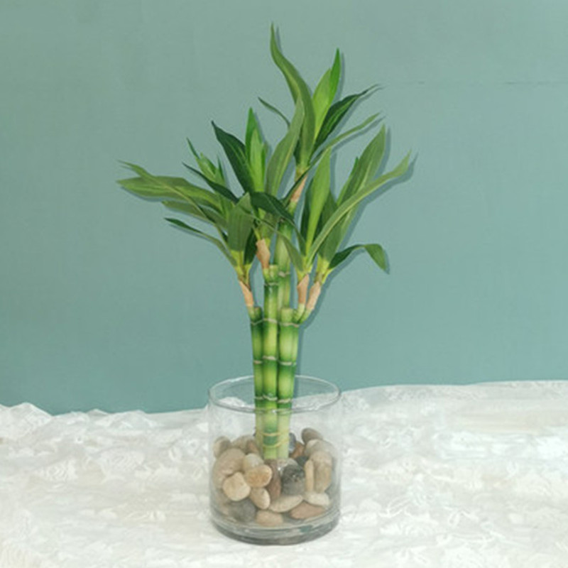 Nuova Pianta Artificiale di Ba - Aquarium Marine Plants recensione e prezzo