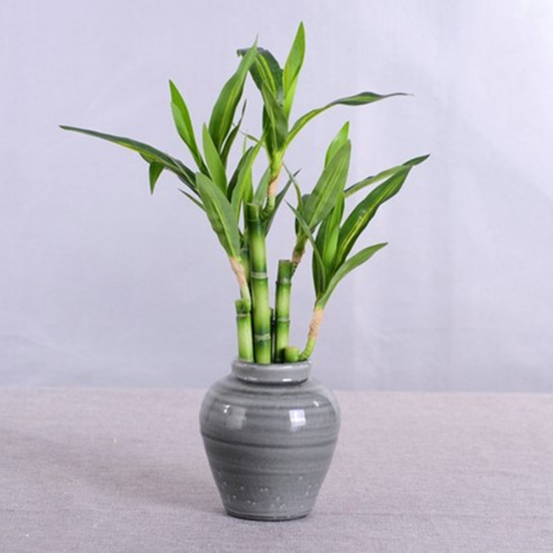 Nuova Pianta Artificiale di Ba - Aquarium Marine Plants recensione e prezzo
